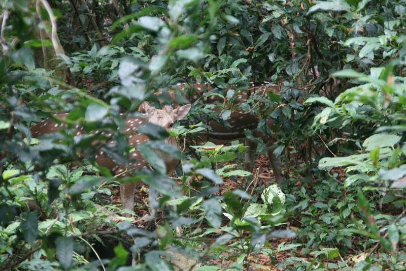 India & Nepal 2011 - 0559